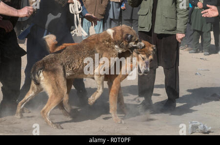 I cani in lotta con gli spettatori le scommesse su di loro - Cane torneo di lotta di venerdì a Mazar-i-Sharif, Balkh Provincia, Afghanistan. Foto Stock