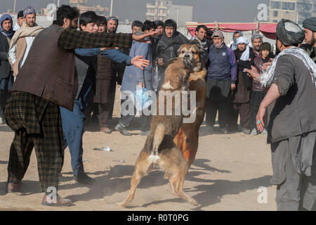 I cani in lotta con gli spettatori le scommesse su di loro - Cane torneo di lotta di venerdì a Mazar-i-Sharif, Balkh Provincia, Afghanistan. Foto Stock