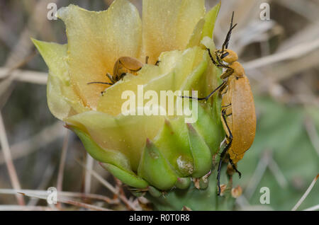 Blister Beetle, Epicauta immacolata, il ficodindia, Opuntia phaeacantha, blossom Foto Stock