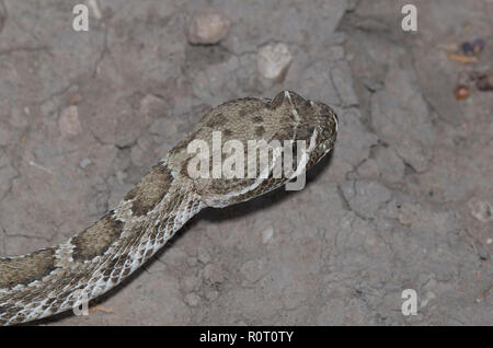Prairie Rattlesnake, Crotalus viridis Foto Stock