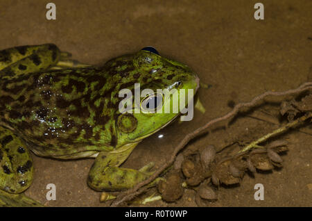 Bullfrog americano, Lithobates catesbeianus Foto Stock