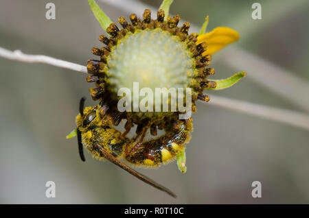 Nobile Scoliid Wasp, Scolia nobilitata Foto Stock