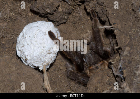 Oklahoma Brown Tarantola, Aphonopelma hentzi, femmina con uovo caso Foto Stock