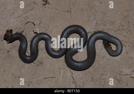 Ringneck Snake, Diadophis punctatus, riproduzione di opossum Foto Stock