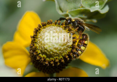 Nobile Scoliid Wasp, Scolia nobilitata Foto Stock