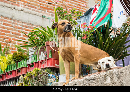 Tetto due cani da guardia a casa in San Miguel De Allende, Messico. Classe lavoro case messicane nella storica città coloniale hanno spesso i cani che trascorrono la loro vita sul tetto che serve come un economico sistema di allarme e custode di casa. Foto Stock