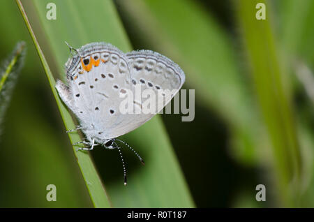 Tailed-Blue orientale, Cupido comyntas, femmina Foto Stock