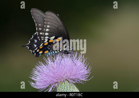 A coda di rondine Pipevine, Battus philenor, su thistle, Cirsium sp. Foto Stock