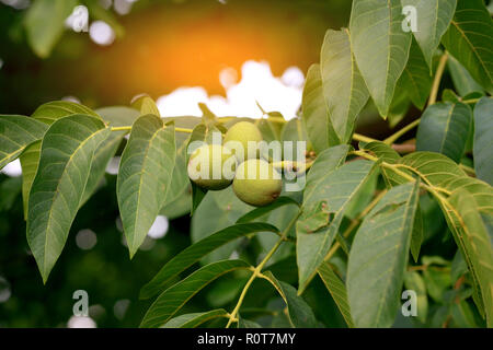 Frutti di una noce su un albero sotto i raggi del sole al tramonto Foto Stock