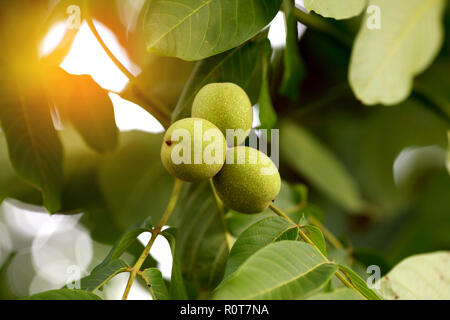 Noce greca fresco su una struttura ad albero Foto Stock