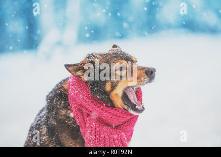 Ritratto di un cane con la sciarpa lavorata a maglia legata intorno al collo Foto Stock