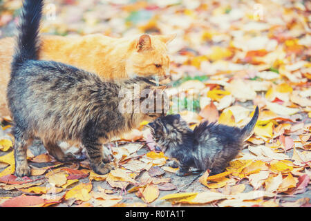 Madre gatto con piccolo gattino passeggiate sulle foglie cadute nel giardino d'autunno Foto Stock