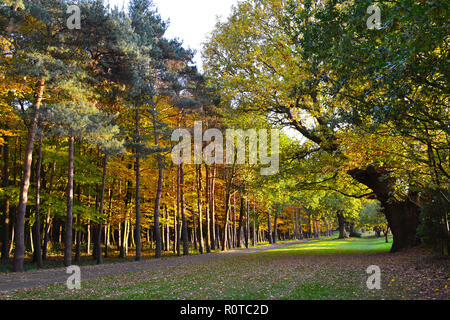 Linea di alberi in autunno, vicino downe, Kent, Inghilterra. Novembre 2018. Nel tardo pomeriggio la luce del sole i colori autunnali Foto Stock