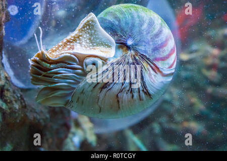 Nautilus squid una rara e bella vita guscio subacquea fossile animale del mare Foto Stock