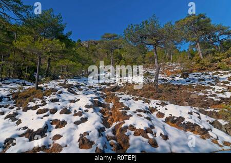 Paesaggio Innevato, parco naturale della Sierras de Cazorla Segura y Las Villas, Jaen provincia, regione dell'Andalusia, Spagna; l'Europa. Foto Stock