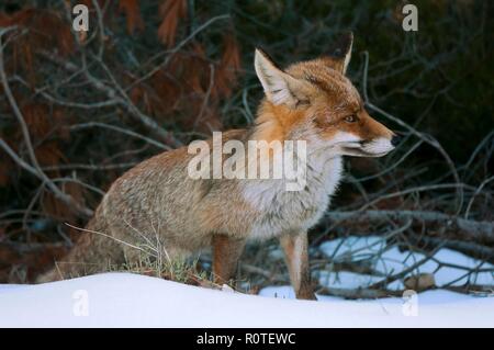 Fox nel paesaggio nevicato, parco naturale della Sierras de Cazorla Segura y Las Villas, Jaen provincia, regione dell'Andalusia, Spagna; l'Europa. Foto Stock