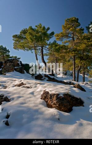 Paesaggio Innevato, parco naturale della Sierras de Cazorla, Segura y Las Villas, Jaen provincia, regione dell'Andalusia, Spagna; l'Europa. Foto Stock