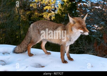 Fox nel paesaggio nevicato, parco naturale della Sierras de Cazorla Segura y Las Villas, Jaen provincia, regione dell'Andalusia, Spagna; l'Europa. Foto Stock