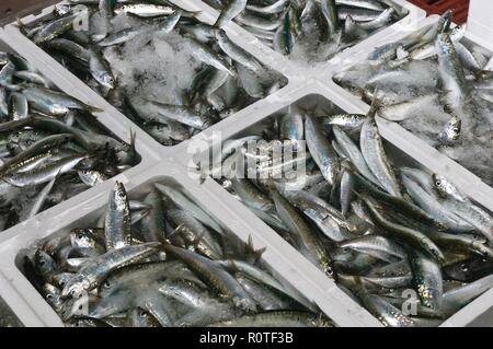 Porto di pesca - acciughe, Punta Umbria, provincia di Huelva, regione dell'Andalusia, Spagna, Europa. Foto Stock