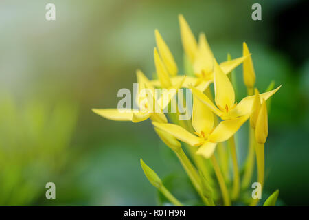 Ixora flower su sfondo . Foto Stock