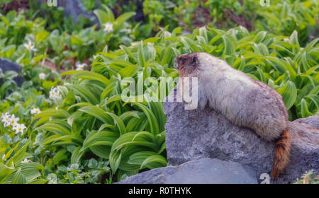 La marmotta di relax al sole su Mt Rainier National Park Foto Stock