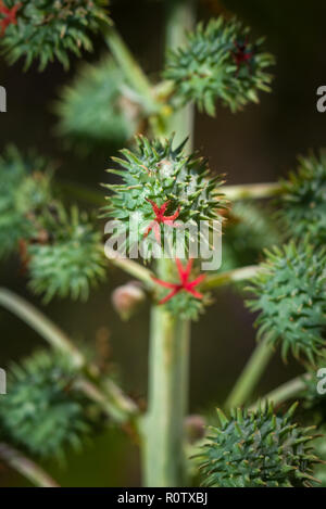 Spinosa seme verde cialde di un olio di ricino impianto (Ricinus communis L.), Africa orientale Foto Stock