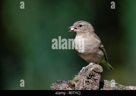 Un profilo verticale di una femmina di fringuello. L'uccello è arroccato su di un registro che guarda a sinistra. Esso ha un seme nel suo becco e vi è uno spazio di copia Foto Stock