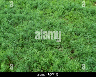 Una chiusura di un campo scalare il raccolto delle erbe culinarie di aneto Foto Stock