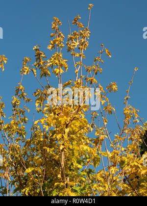 La chioma dorata di acero campestre Acer campestre incandescente in autunno la luce solare contro un cielo blu chiaro Foto Stock