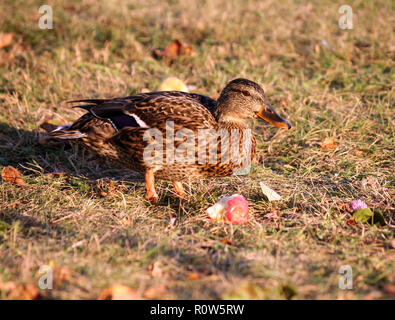 Una marrone duck sorge su Giallo autunno erba in un Apple Orchard e il morso mela rossa si trova accanto ad esso, la vegetazione è secca, è illuminato da Foto Stock