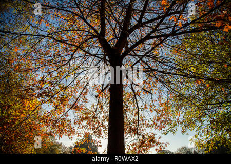 Struttura Slhouetted, vignettato con diversi colori di foglie di autunno e cielo blu Foto Stock