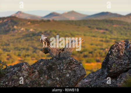 L'aquila del Bonelli - Aguila Azor Perdicera o Aguila Perdicera (Aquila fasciata), Sierra de San Pedro, Cáceres, Estremadura, Spagna, Europa Foto Stock