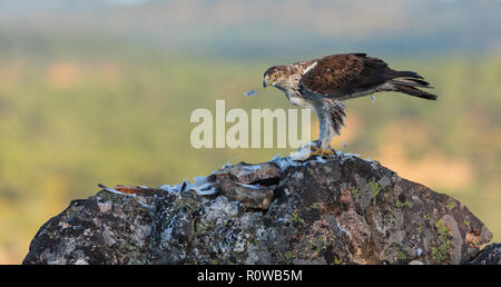 L'aquila del Bonelli - Aguila Azor Perdicera o Aguila Perdicera (Aquila fasciata), Sierra de San Pedro, Cáceres, Estremadura, Spagna, Europa Foto Stock