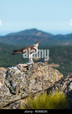 L'aquila del Bonelli - Aguila Azor Perdicera o Aguila Perdicera (Aquila fasciata), Sierra de San Pedro, Cáceres, Estremadura, Spagna, Europa Foto Stock