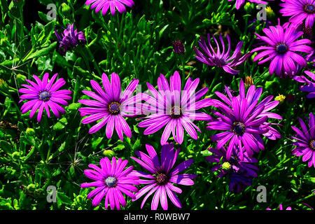 In prossimità di un confine di fiori con colouful fioritura Osteospermum African Daisy Foto Stock