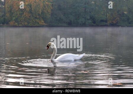 Bellissimo cigno - Cygnus olor - nuoto in acqua in una nebbiosa mattina in autunno Foto Stock