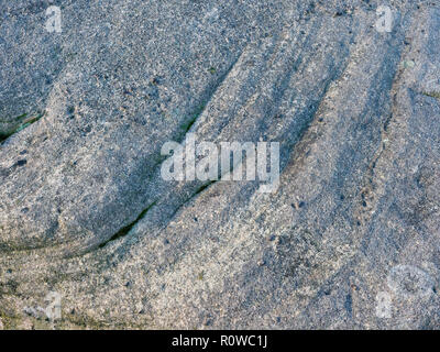 Grigio, weathered rock con creste e volute. Muschi e licheni crescono in crepe e fessure. Close up. Foto Stock