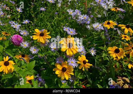 Flower confine con Rudbeckia hirta Black Eyed Susan e Aster amellus in un paese giardino Foto Stock