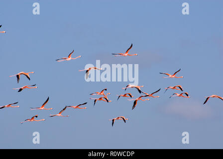 Flying Fenicottero Rosa uccelli (Phoenicopterus ruber) e cielo blu, Celestun, la penisola dello Yucatan, Messico 2007 NR Foto Stock