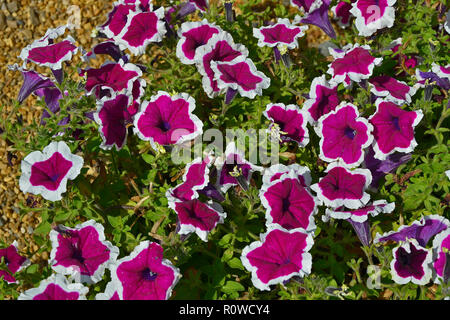 In prossimità di un confine di fiori con la fioritura di Petunia viola tè bianco bordo Foto Stock