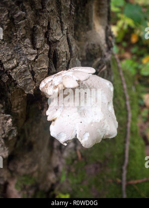 Bianco di funghi Oyster crescente selvatici rovistando funghi corteccia natura; Essex; Inghilterra; Regno Unito Foto Stock