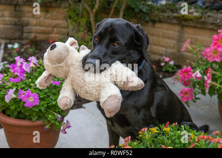 Un nero labrador retriever tenendo un giocattolo morbido nella sua bocca. Foto Stock