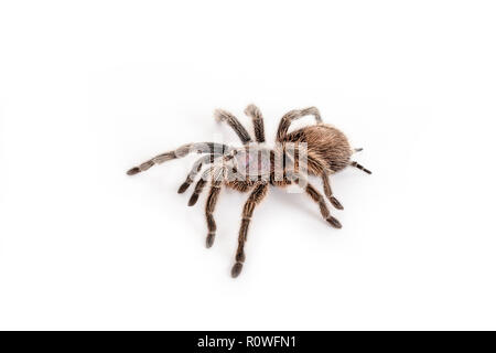 Tarantula, cileno rose. Tony's rettile Visualizza Foto Stock