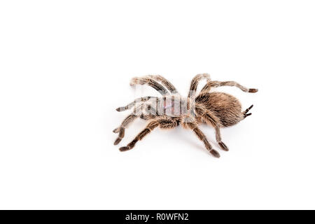 Tarantula, cileno rose. Tony's rettile Visualizza Foto Stock