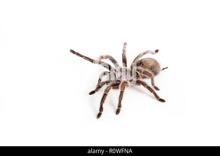 Tarantula, cileno rose. Tony's rettile Visualizza Foto Stock