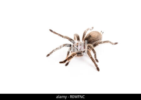 Tarantula, cileno rose. Tony's rettile Visualizza Foto Stock