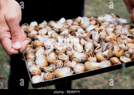 Primo piano di una yougn uomo caucasico tenendo un vassoio con condito di lumache, circa per preparare caragols a la llauna, una ricetta di lumache tipici della Catalogna, Foto Stock