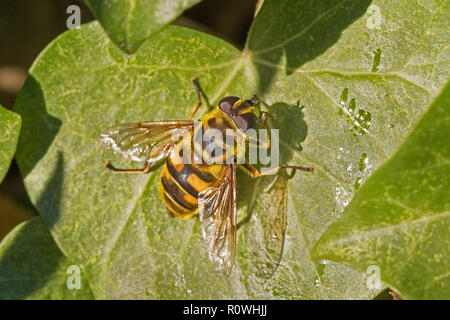 Hoverfly (Myathropa florea) prendere il sole su una foglia di edera Foto Stock
