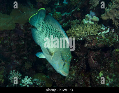 Humphead wrasse, Cheilinus undulatus, nuoto sulla barriera corallina, Hamata, Egitto, Mar Rosso Foto Stock
