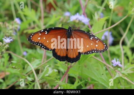 Primo piano di una farfalla monarca visto da dietro Foto Stock